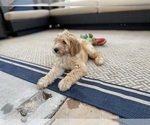 Small Photo #19 Goldendoodle Puppy For Sale in PITTSBURG, CA, USA