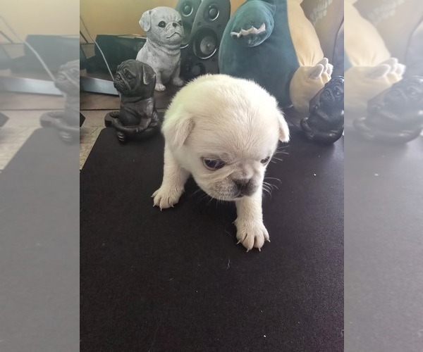 Medium Photo #2 Pug Puppy For Sale in NEW IPSWICH, NH, USA