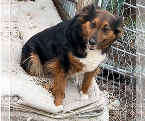 Mother of the Australian Shepherd puppies born on 05/20/2025