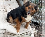 Small Photo #1 Australian Shepherd Puppy For Sale in FAIRFIELD, IL, USA