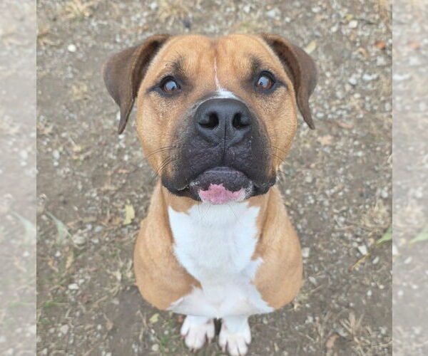 Medium Photo #3 Boxer-Unknown Mix Puppy For Sale in Anniston, AL, USA