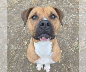 Elton - Male Boxer-Unknown Mix Dog for Adoption - Photo #3