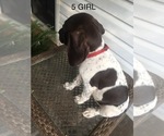 Small #12 German Shorthaired Pointer