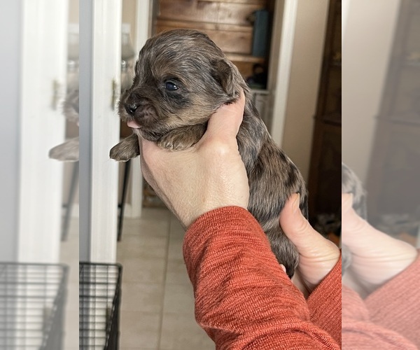 Medium Photo #1 YorkiePoo Puppy For Sale in FRANKLIN, VT, USA