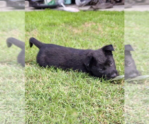 Medium Photo #10 Mutt Puppy For Sale in Corona, CA, USA