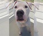 Small #1 Dogo Argentino Mix