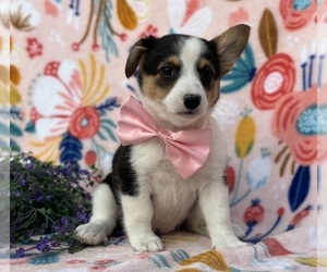 Collie-Pembroke Welsh Corgi Mix Puppy for sale in LANCASTER, PA, USA