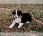 Small Photo #5 Australian Shepherd Puppy For Sale in RED BUD, IL, USA