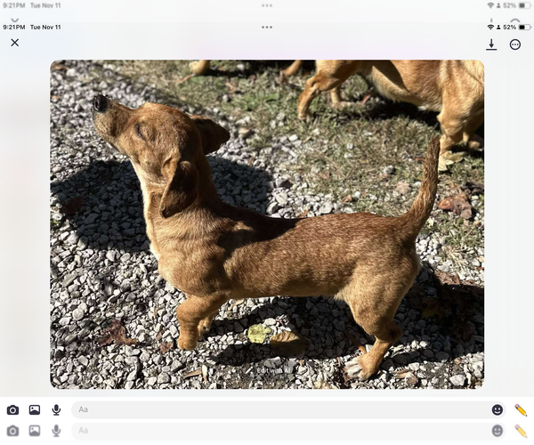 Medium Photo #8 Mutt Puppy For Sale in Westwood, NJ, USA