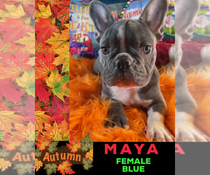 French Bulldog Puppy for sale in HEATHROW, FL, USA