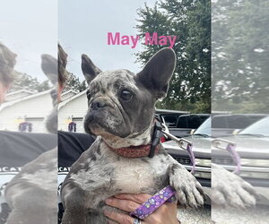 May May aka Ellie Mae - Female French Bulldog Dog for Adoption - Photo #2