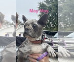Small Photo #2 French Bulldog Puppy For Sale in Foristell, MO, USA