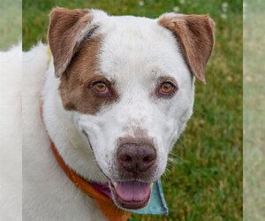 Boxer-Great Pyrenees Mix Dogs for adoption in Huntley, IL, USA