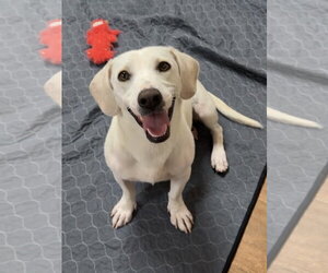 Dachsador Dogs for adoption in Green Forest, AR, USA