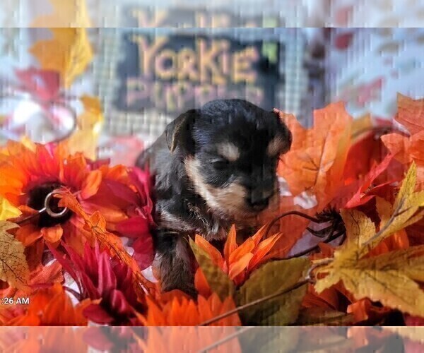 Medium Photo #5 Yorkshire Terrier Puppy For Sale in AKRON, OH, USA