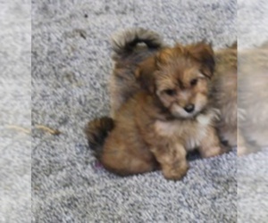 Havashire Puppy for sale in MOREHEAD, KS, USA