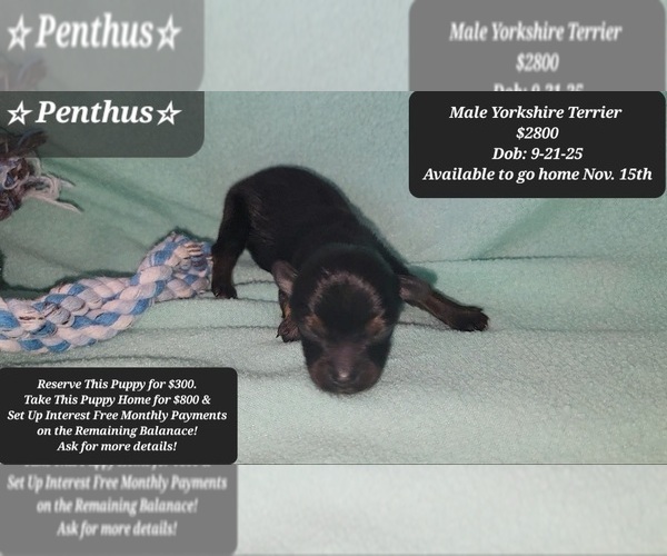 Medium Photo #1 Yorkshire Terrier Puppy For Sale in TUCSON, AZ, USA