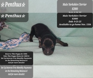 Yorkshire Terrier Puppy for sale in TUCSON, AZ, USA