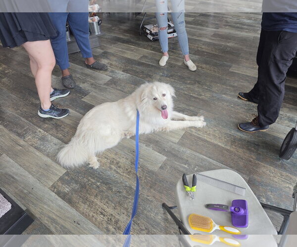 Medium Photo #3 Chow Chow-Great Pyrenees Mix Puppy For Sale in Houston, TX, USA