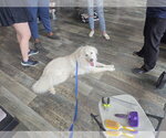 Small #2 Chow Chow-Great Pyrenees Mix
