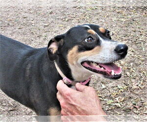 Rosemary - Female Catahoula Leopard Dog-Unknown Mix Dog for Adoption - Photo #3