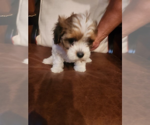 Medium Photo #1 Papitese Puppy For Sale in ORANGEBURG, SC, USA