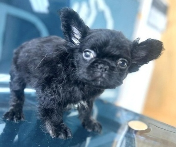 Medium Photo #8 French Bulldog Puppy For Sale in TALLAHASSEE, FL, USA