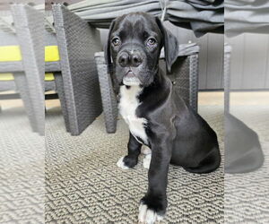Boxador Dogs for adoption in Costa Mesa , CA, USA