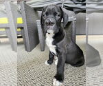 Small Boxador