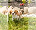 Small #5 Cavalier King Charles Spaniel