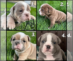 Small Photo #6 Olde English Bulldogge Puppy For Sale in BLUFFDALE, UT, USA