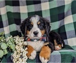 Small Photo #6 Bernese Mountain Dog Puppy For Sale in QUARRYVILLE, PA, USA