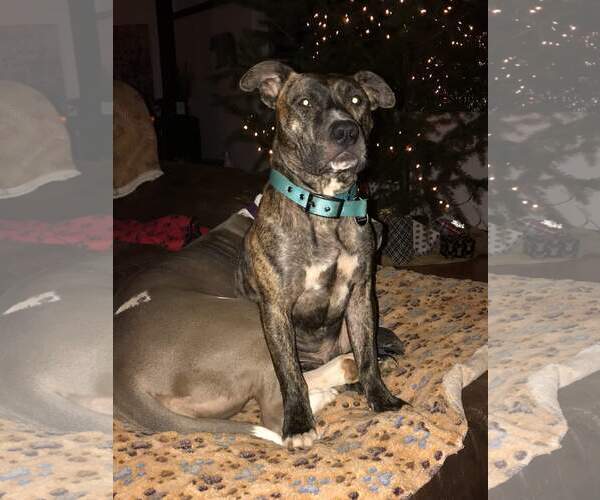 Medium Photo #6 American Pit Bull Terrier-Unknown Mix Puppy For Sale in Stckton, CA, USA