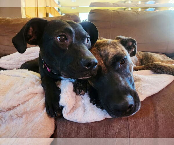 Medium Photo #6 Labrador Retriever-Unknown Mix Puppy For Sale in Yuba City, CA, USA