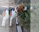 Small Photo #4 Beagle Puppy For Sale in Apple Valley, CA, USA