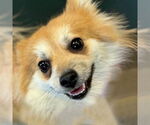 Small #5 Pomeranian