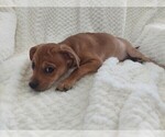 Puppy 1 Beagle-Chihuahua Mix