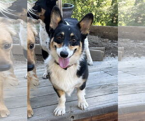 Pembroke Welsh Corgi Dogs for adoption in Denver , CO, USA