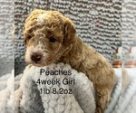 Puppy Peaches Poodle (Toy)