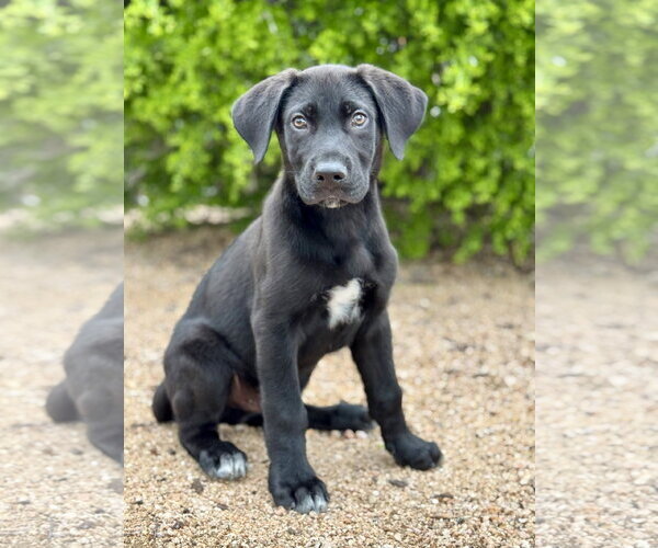 Medium Photo #3 German Shepherd Dog-Great Dane Mix Puppy For Sale in PIPE CREEK, TX, USA