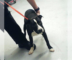 Mutt Dogs for adoption in Fayetteville, NC, USA