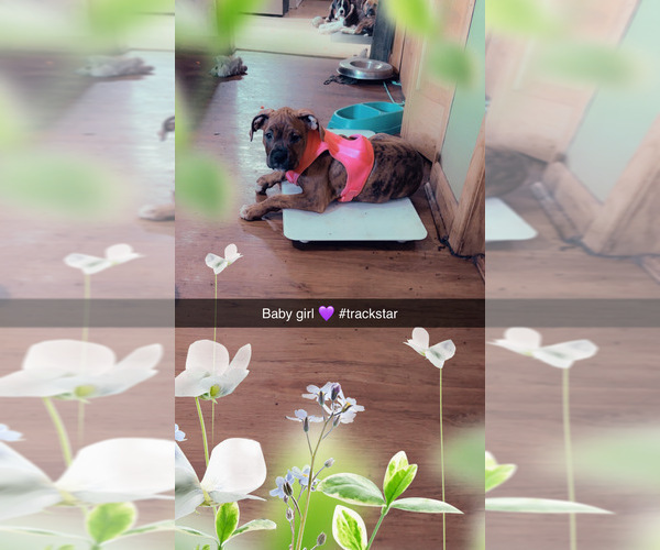 Medium Photo #10 American Bully-Boxer Mix Puppy For Sale in HAMMOND, IN, USA