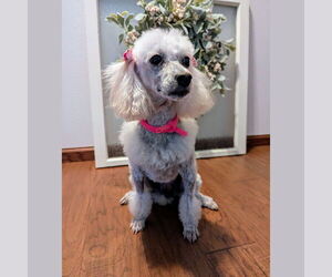 Poodle (Miniature) Dogs for adoption in Fargo, ND, USA