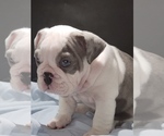 Small #1 Bulldog