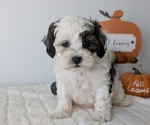 Small #2 ShihPoo