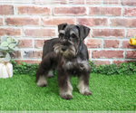 Small #5 Schnauzer (Miniature)