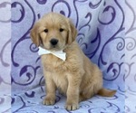 Small #3 Golden Retriever