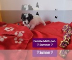 Small #1 Maltipoo (Toy)