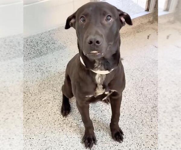 Medium Photo #2 Labrador Retriever-Unknown Mix Puppy For Sale in Houston, TX, USA