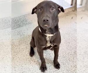 TONNY - Male Labrador Retriever-Unknown Mix Dog for Adoption - Photo #2